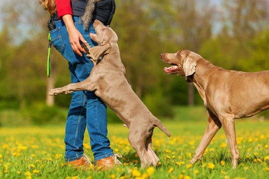 Training vizsla discount not to jump