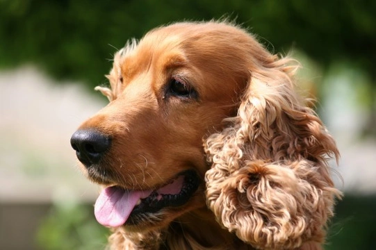 Cocker spaniel shop grooming kit