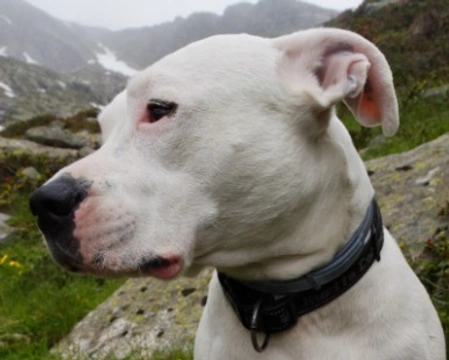 Dogo Argentino: carattere e prezzo dei cuccioli