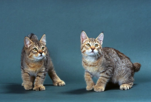 5 Cat Breeds that Take Travelling in their Stride