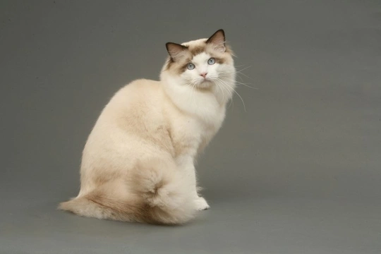 Five universal personality traits of the Ragdoll cat
