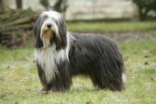 Longevity, health issues and hereditary conditions within the bearded collie dog breed