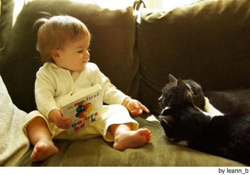Gatos y bebés... ¿Son compatibles?
