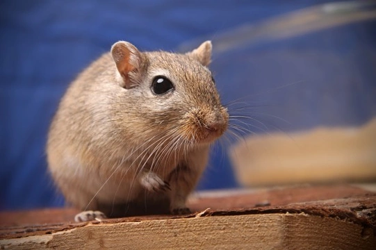 Foods that are safe for your gerbil