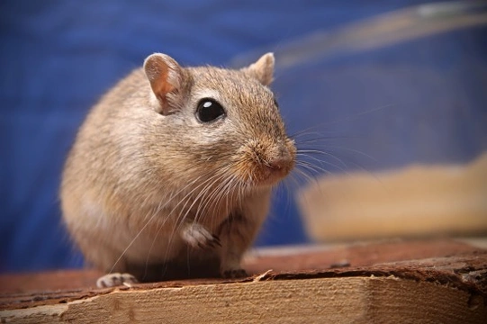 Safe foods for gerbils sale