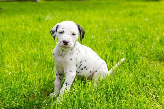 Things to consider if you have your heart set on a Dalmatian puppy