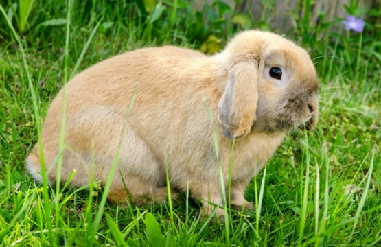 Treating Your Pet Rabbit for Fleas Pets4Homes