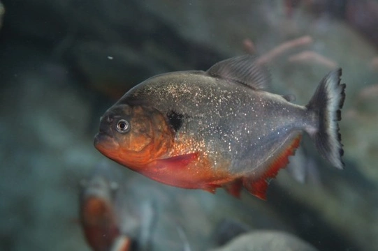 Piranha fish best sale for sale