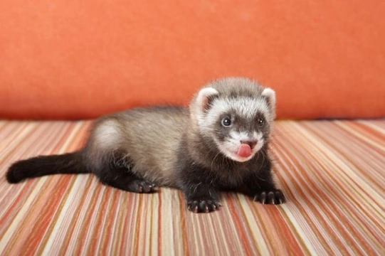 What you need to know about Ferret health