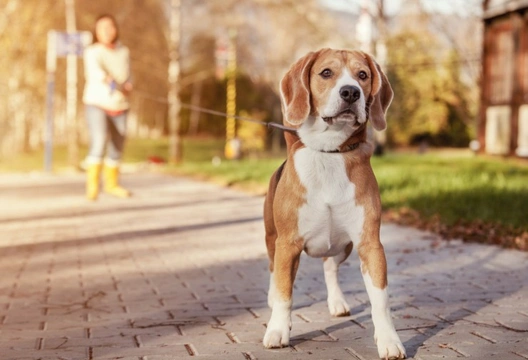 Five big training and handling mistakes often made by dog owners