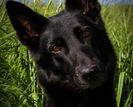 Cane lupo nero: prezzo di un cucciolo, dove trovarlo e info