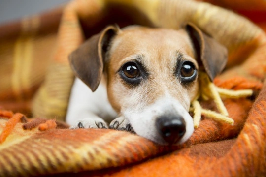 Salmonella Poisoning in Dogs