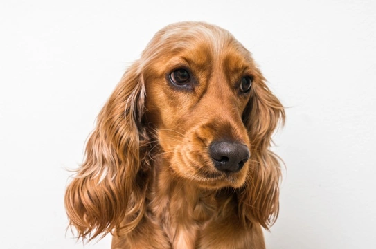 Why is the cocker spaniel the UK’s most popular spaniel breed?