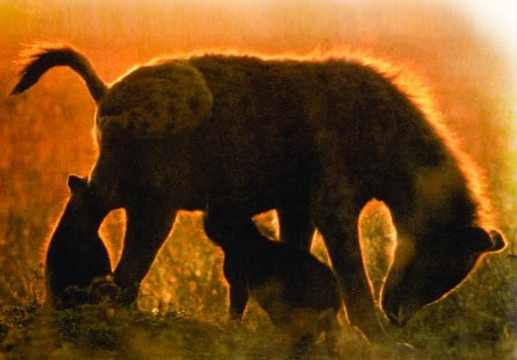 Hyeny – královny matky