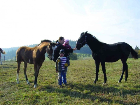 Kůň v pohodě Díl 3.: Kůň je kůň – a člověk je člověk