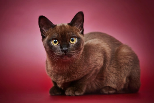 Buy store burmese cat