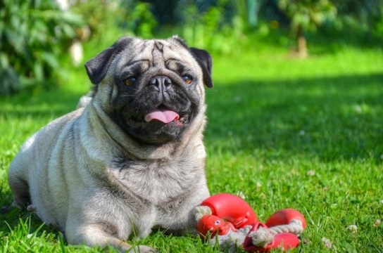 How Obesity Can Affect Your Dog's Lung Function