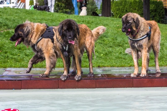 Leonbergers and waterwork