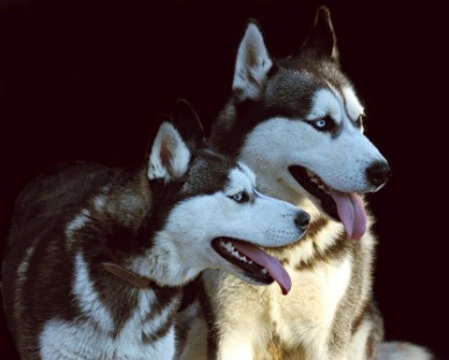 Cuccioli di Siberian Husky: in quali città si trovano cuccioli?