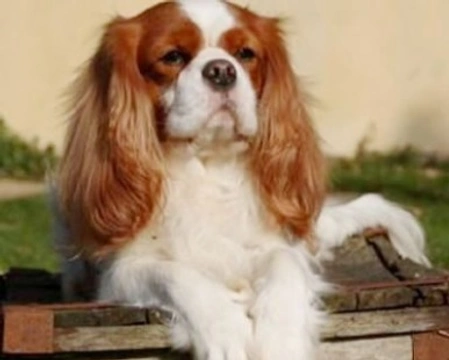 Cavalier King Charles Spaniel, allevamento, morfologia e carattere