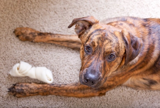 Why Do Some Dogs Scratch and Tear Up Carpets?