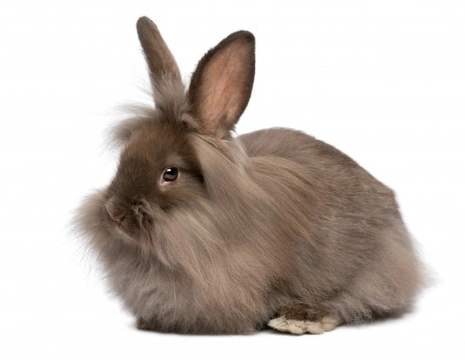 The Ins and Outs of Rabbit Behaviour