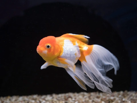 Závojnatky alias zlaté rybky: jak je chovat, s kým a čím je krmit?