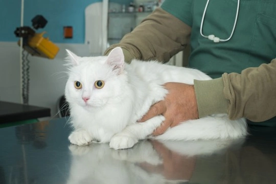 How to make visits to the vet less stressful for your cat