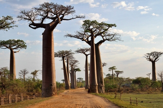 Madagaskar – ostrov endemitů