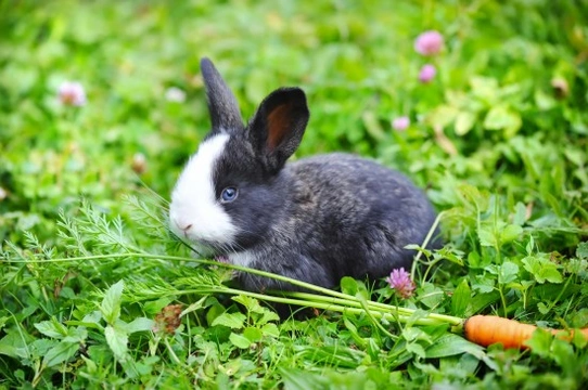 Looking sales after rabbits