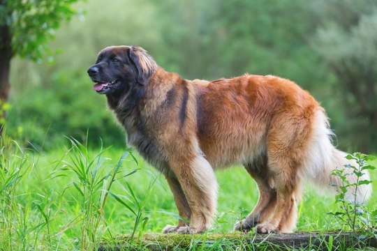 Intussusception in the Leonberger dog breed