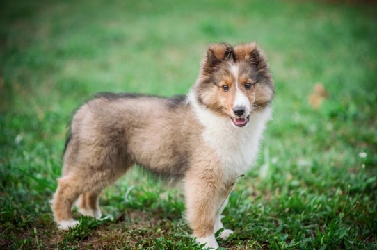 Dogs similar hot sale to collies