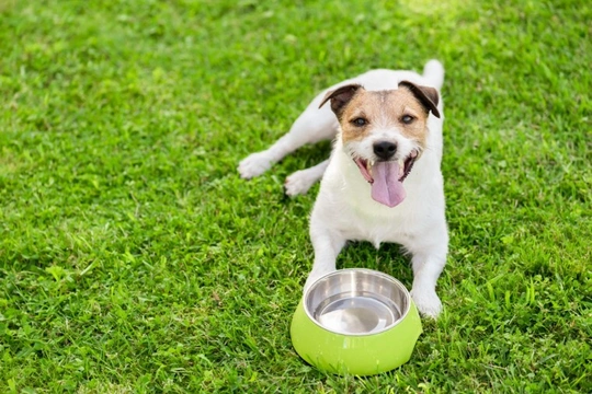 The most common triggers for overheating in dogs in summer