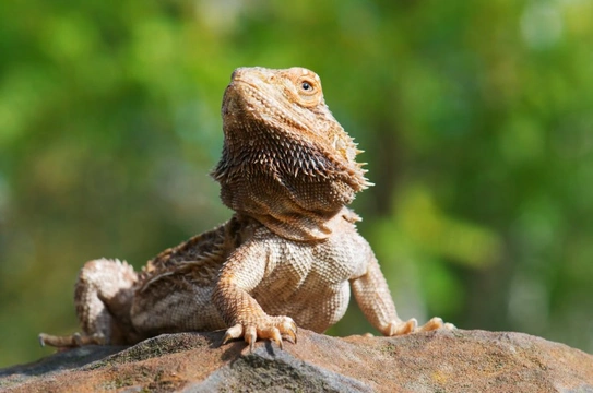 Impaction in bearded dragons