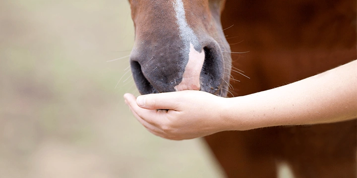 Hästar kan få Corona - men en annan variant än människor