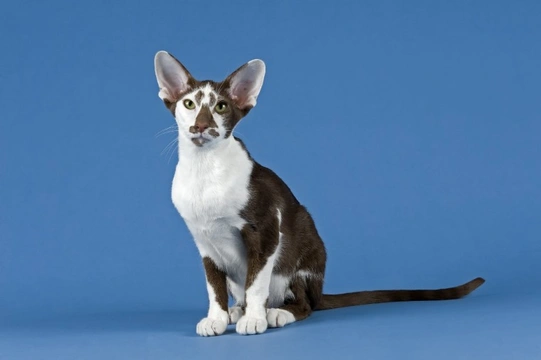 10 things you need to know about the oriental cat before you buy one