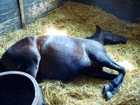 Koňský domácí lékař 30: Kůň nemůže vstát