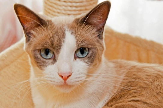 Snowshoe or Thai, which Cat Breed is best for you