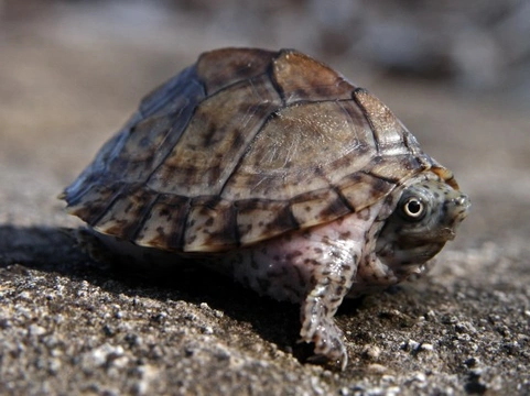 Musk Turtles, the Biggest Attitude in a Little Turtle