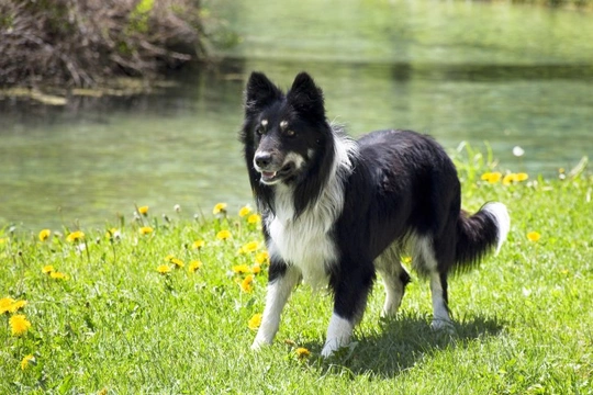 Vestibular Syndrome in Dogs