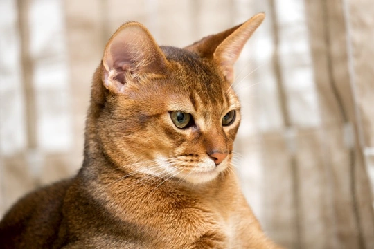Feline Hereditary Neuroaxonal Dystrophy in Cats