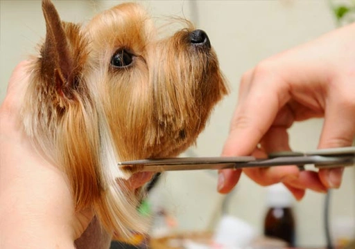 Wat is het trimmen van een hond?