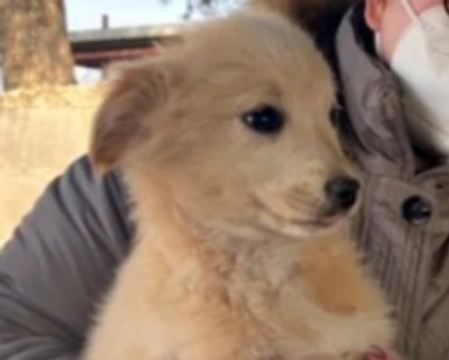 Adozioni cani: la storia di Soldino, cucciolo cerca casa