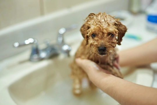 How to give your puppy or young dog their first bath