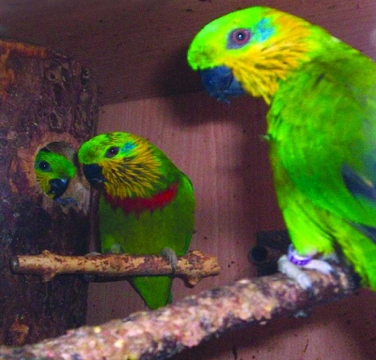 Papoušek fíkový zlatouchý (Psittaculirostris salvadorii)