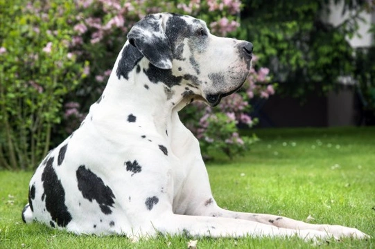 8 Breeds of Dog Prone to Developing Cancer