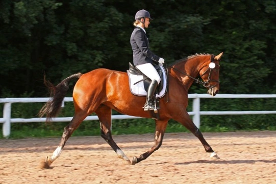 Do You Think Your Sport Horse Has a Big Heart? It Might be True