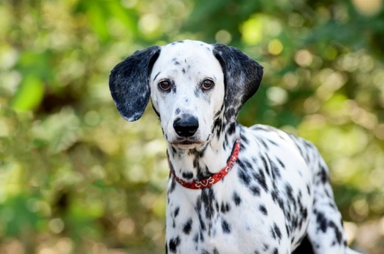 Three alternative dog breeds that prospective Dalmatian buyers might consider