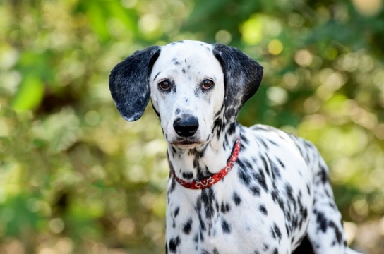 Weimaraner dalmatian best sale