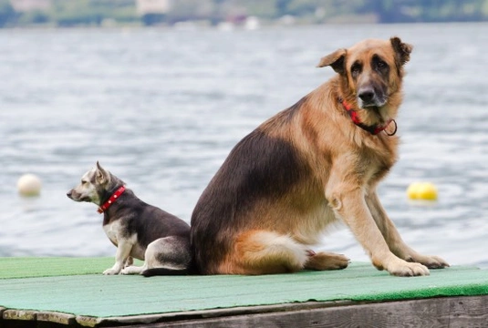 Small dog and big dog sale mate